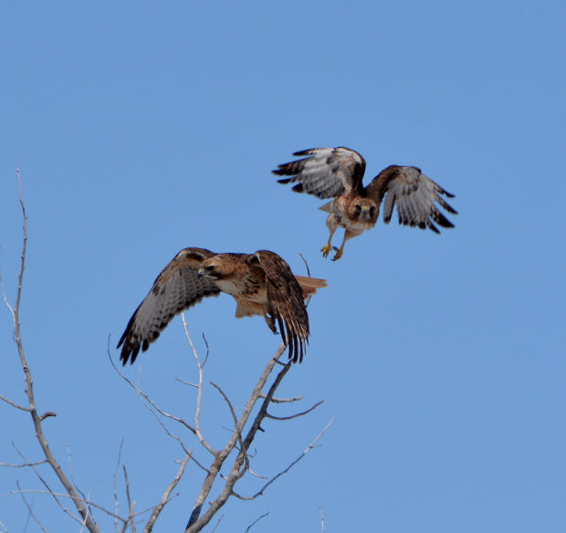 Birds